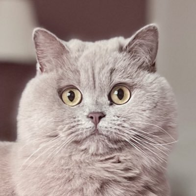 Mother of Cats & Professional Shrimp 🍤 https://t.co/Ah32jOEzUz