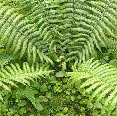 FreddyS26122829's profile picture. Olaraga