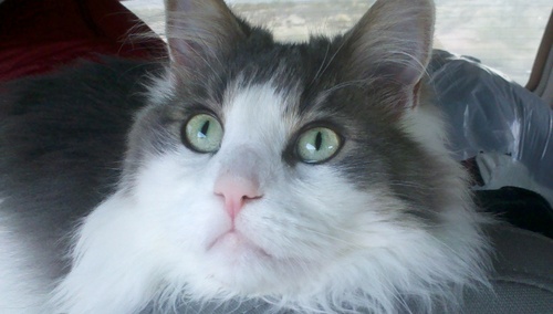 I am a special needs kitty as I am deaf and have epilepsy. I am thankful that my human dad works for Natural Balance because I love their food!