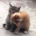 whisky (@digbickhaverx) Twitter profile photo whisky (@digbickhaverx) Twitter profile photo
