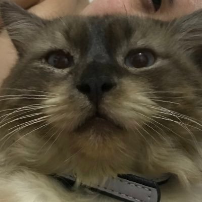 NanaMioP14's profile picture. INFJ 💚