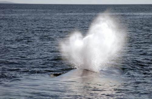 Somos el Centro Ballena Azul, ONG de base científica por la conservación marina.  @moreycanoles es el CM