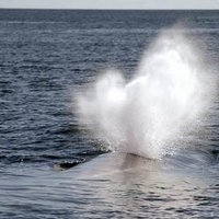 Centro Ballena Azul (@ballenaschile) 's Twitter Profile Photo Centro Ballena Azul (@ballenaschile) 's Twitter Profile Photo