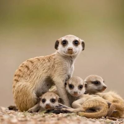 Wildlife and pet lover🌍🐾. Follow for daily doses of furry, feathered, and scaly friends!
