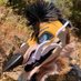 seventh moon coyote (@7thmooncoyote) Twitter profile photo seventh moon coyote (@7thmooncoyote) Twitter profile photo