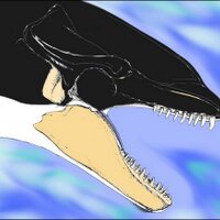 Voice of the Orcas(@Voice_OT_Orcas) 's Twitter Profile Photo