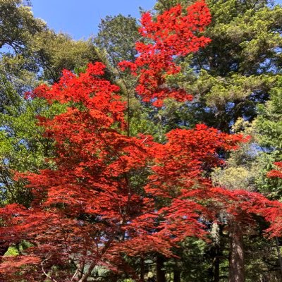 shun4647's profile picture. 気軽に絡んで欲しいです。 よろしくお願いします。