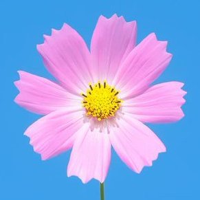 Ayasunnyさんのプロフィール画像