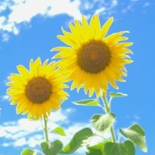 nmrha24516's profile picture. 7歳・5歳・3歳の母/気軽にフォローお願いします！/無言フォロー失礼します🙇‍♀️/24年6月期Famm卒/
#fammスクール #Webデザイナー #在宅ワーク #副業