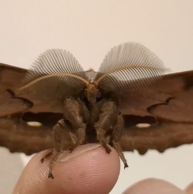 Malty Moth Mannequin