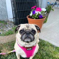 Lt. Petunia Mae Parker 🐷🐑(@PetuniaMaePug) 's Twitter Profile Photo