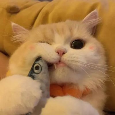 xinanli5's profile picture. Founder @Rimboxpump.