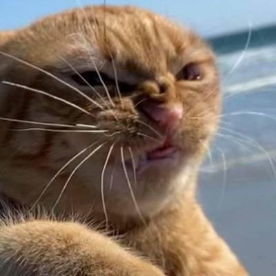Белка-коптелка.
Не взаим. 
Репосты, флуд, о личном и немного нытья. 
Крайне редко рисую.
Обо всем не личном и косплей туть ⬇️