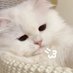 玫瑰黑色 (@suanputao16) Twitter profile photo 玫瑰黑色 (@suanputao16) Twitter profile photo