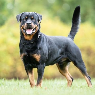 FittNinja's profile picture. Fitness Enthusiast.
Massage therapy available and weight loss Tips.
Chelsea Supporter.
Agripreneur.