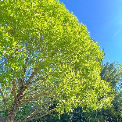 JumpingFoxAb's profile picture. 