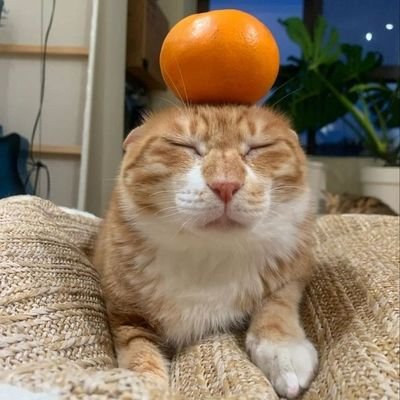 maartuu_8's profile picture. no tenim cap llei