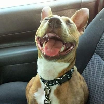 PainlessJen's profile picture. Professional tattooist since '86.
Married to the man of my dreams for 42yrs until his passing 3/24/24. #RIPBigJon