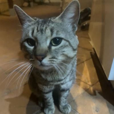 Shilencioz's profile picture. 