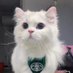 Cats That Heal Your Soul (@catshealsoul_) Twitter profile photo