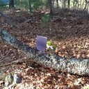 Tess White - @IcyQuintessence - Twitter