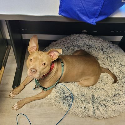 I play DnD, WarmaHordes, Pathfinder, T, MCP,Munchkin, and more... read, write, and vote. dog owner, gamer, SUPER NERD! :D. Love critical role! Believe it.