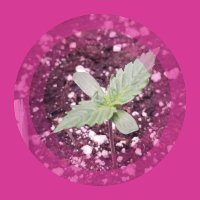 Akrypto (@akrypto1) 's Twitter Profile