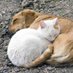 The Animal Account (@animalaccount_) Twitter profile photo The Animal Account (@animalaccount_) Twitter profile photo