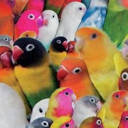 thaitomasi's profile picture. Fatos e Tretas