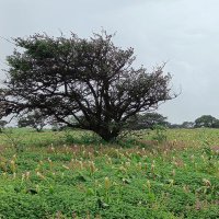 Ameet Bajwa (@ameet_b) 's Twitter Profile