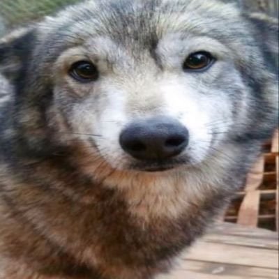 danskiero's profile picture. 💫 know no shame