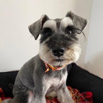 _SETA321's profile picture. 犬です