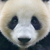 🐼7y👦🏻5y双子👧🏻👧🏻 (@pandaexpresslll) 's Twitter Profile