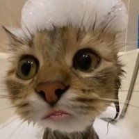 1111 (@nmidounm) 's Twitter Profile