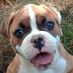 Sound American Bulldogs (@soundabs) Twitter profile photo Sound American Bulldogs (@soundabs) Twitter profile photo