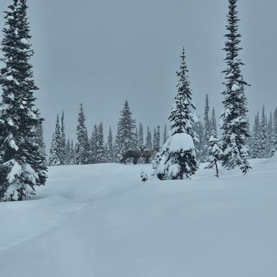 PurdsYa's profile picture. 