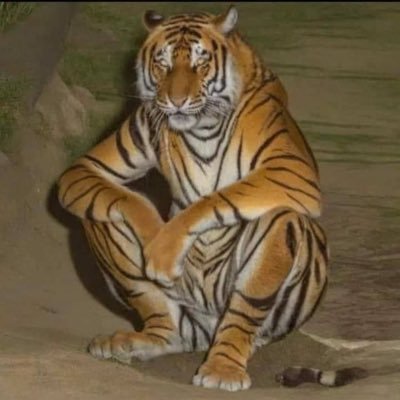 20XCM02's profile picture. Incongruente por elección, pedera por convicción