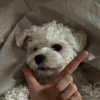 j o y c e (@bellyjjeans) 's Twitter Profile Photo