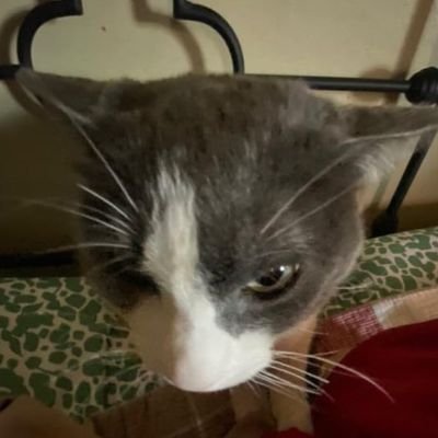 TheLittleFoxowo's profile picture. name is winty |21M|, I love furrys 18+ don’t follow if you are a MINOR (looking for a gf!~) DM OPEN