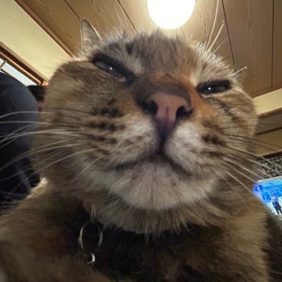 17__naoko's profile picture. 