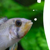 a_dreamtheater's profile picture. 一人でも多くのアクアリストの方々と、商品を通しおつき合いをさせて頂き、お客様にとって有益な情報と自信を持った商品をご提供させて頂きたいと存じますので、今後ともご贔屓賜りますようよろしくお願い申し上げます。