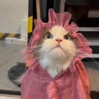 makhlukbumi (@share_goodstuff) 's Twitter Profile