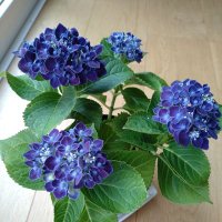 秋の花 (@enuailemon) Twitter profile photo