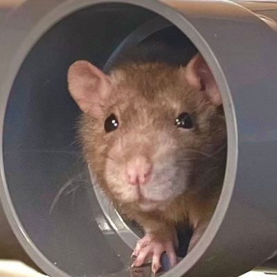 ネズミになりたい丸さんのプロフィール画像