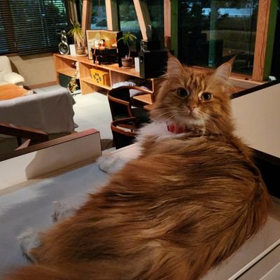 adrenaline0911's profile picture. CEO