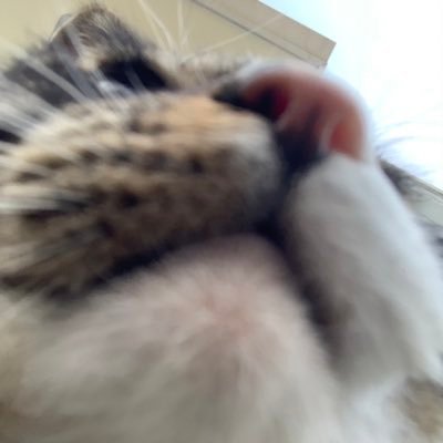 native 🇰🇷 | living in balkan | Graphic designer | Korean tutor | Cat person | 🇺🇸🇨🇳🇸🇪🇭🇷