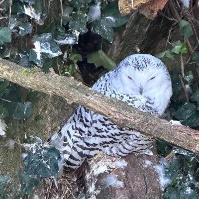 rom1_cha's profile picture. 