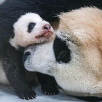 Forever Baby Panda FuBao (@clover20200720) 's Twitter Profile