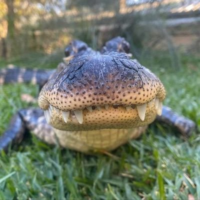 MightLemon2's profile picture. I watch the funny robot people in my phone fight and piss (He/Him)