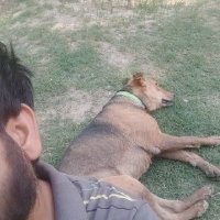 Rahul (@thehelucinated1) 's Twitter Profile